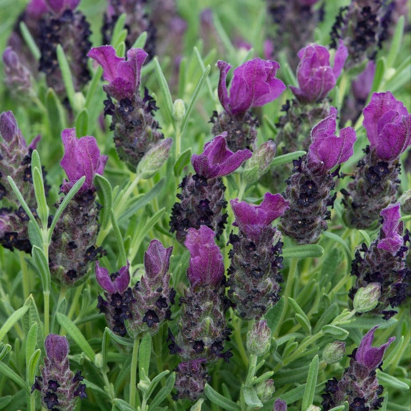 Lavandula Stoechas (French) Deep Purple Flower Plants - Image 3