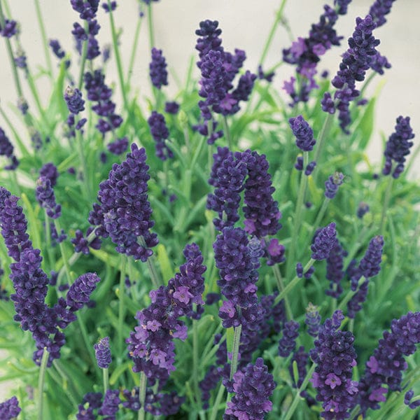 Lavender Angustifolia Hidcote Flower Plants - Image 2