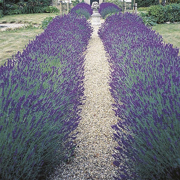 Lavender Angustifolia Hidcote Flower Plants - Image 6