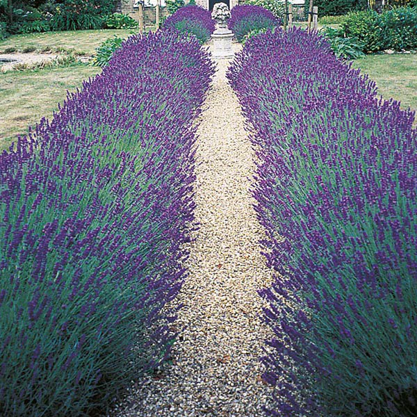 Lavender Hidcote Blue Seeds - Image 3