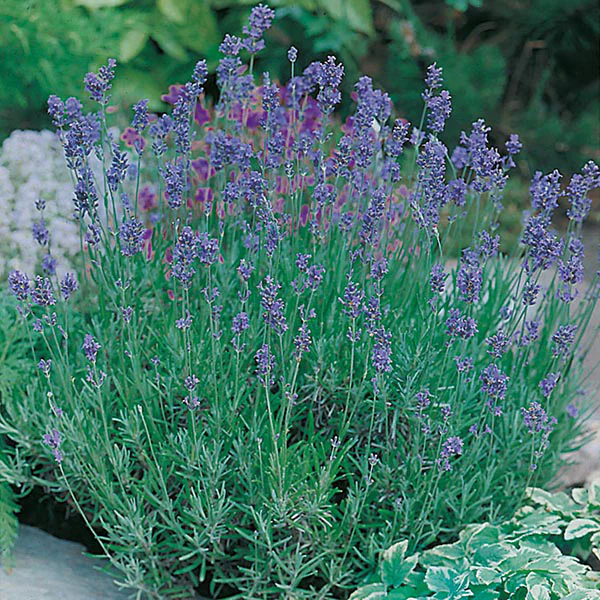 Lavender Munstead Strain Seeds - Image 3