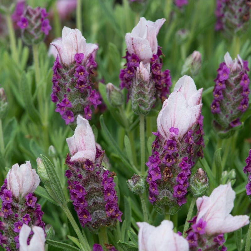 Lavendula Stoechas (French) Pink Flower Plants - Image 2