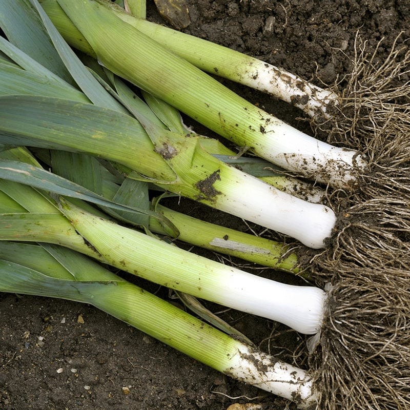 Leek Autora F1