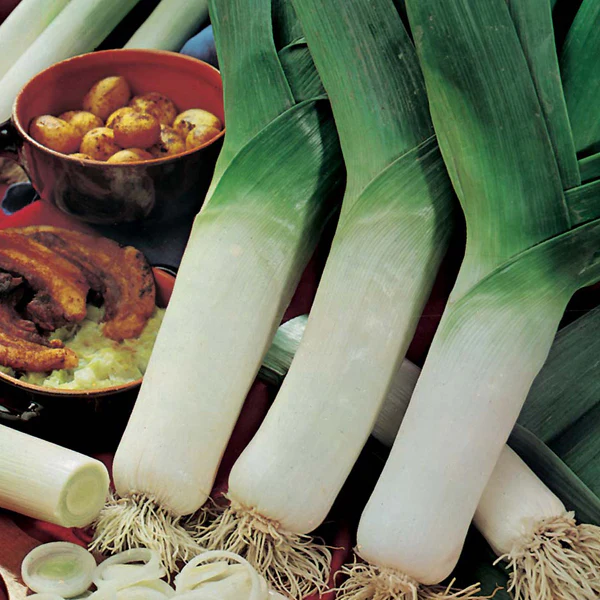 Leek Elefant Seeds - Image 3