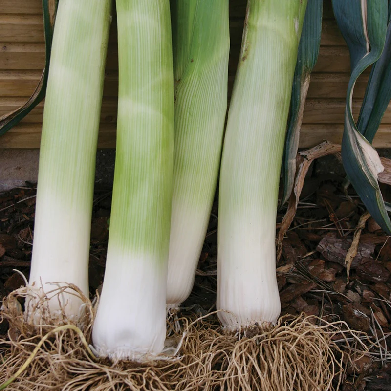 Leek Musselburgh Seeds - Image 3