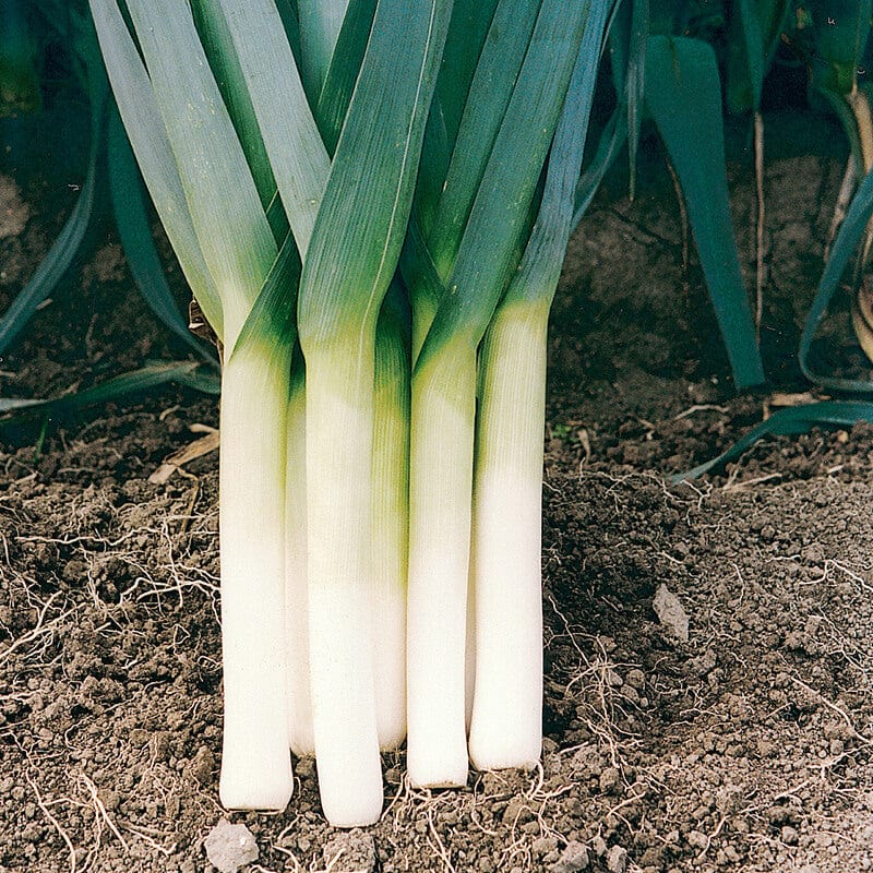 Leek Porbella Vegetable Plants