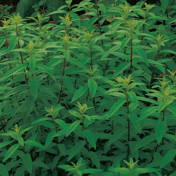 Lemon Verbena Herb Plants