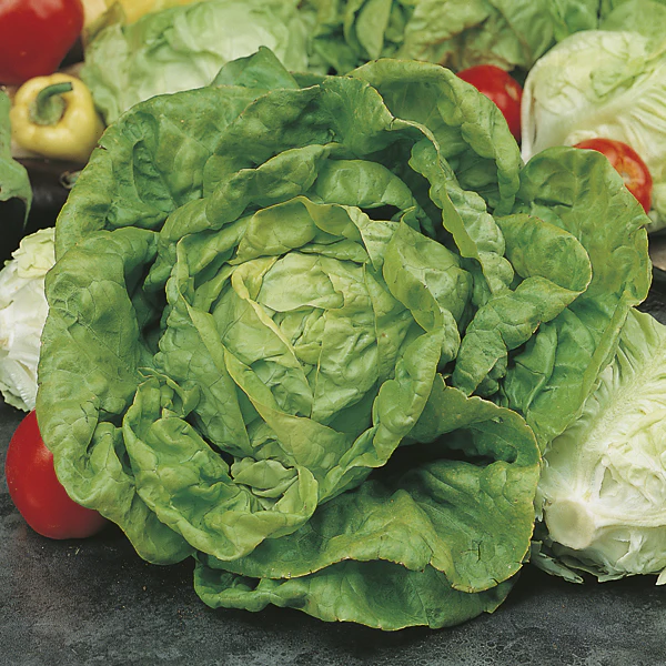 Lettuce All The Year Round Seeds - Image 3