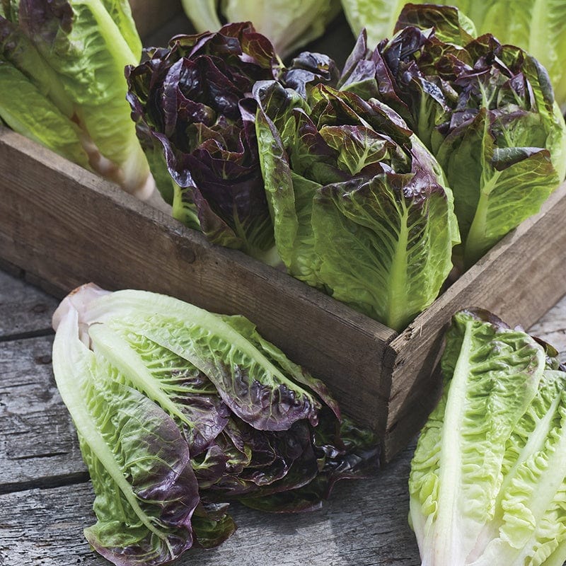 Lettuce Amaze Seeds - Image 2