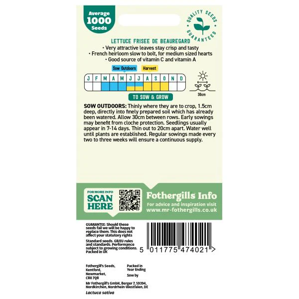 Lettuce Frisee de Beauregard Seeds - Image 2