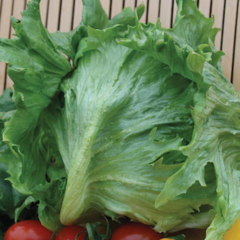 Lettuce Frisee de Beauregard Seeds - Image 3