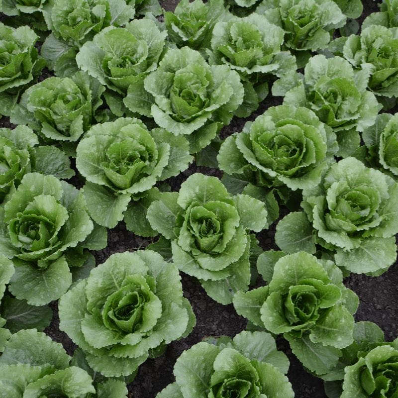 Lettuce Greenspy - Image 3