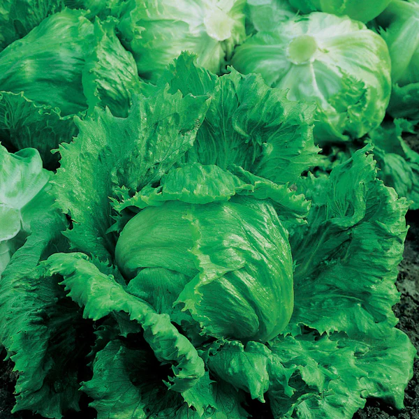 Lettuce Lakeland Seeds - Image 3