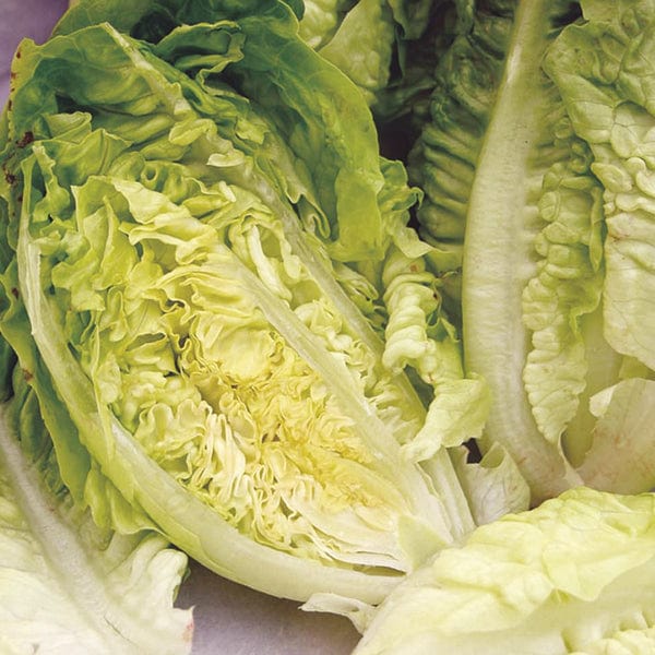 Lettuce Little Gem Seed Tape - Image 3
