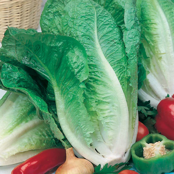 Lettuce Lobjoits Green Cos Seeds - Image 3