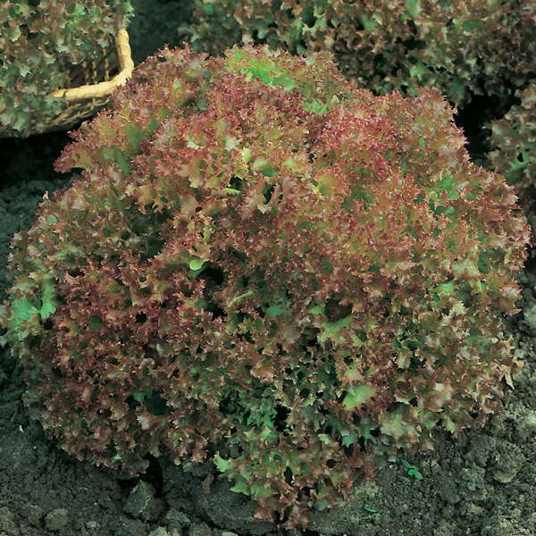 Lettuce Lollo Rossa Seeds - Image 3