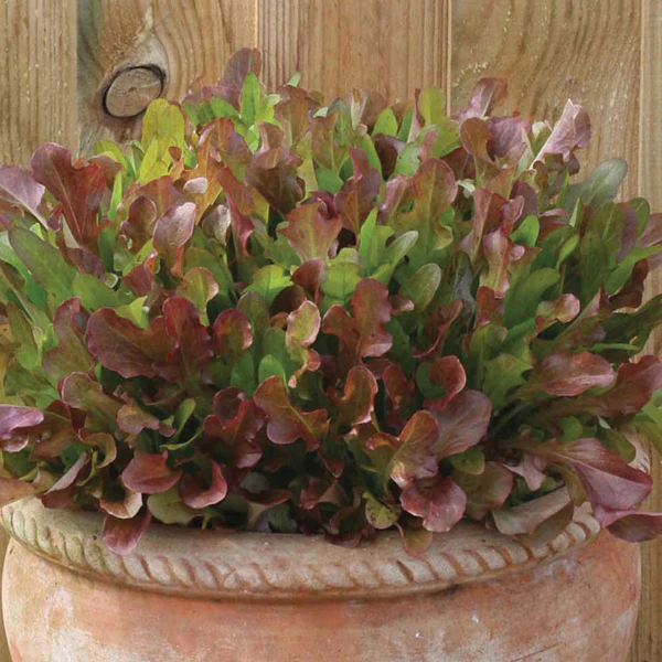 Lettuce Mixed Red Salad Leaves Seeds - Image 3
