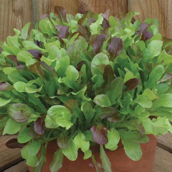 Lettuce Mixed Salad Leaves Seeds - Image 3