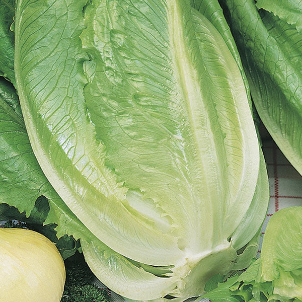 Lettuce Romaine Ballon Seeds - Image 3