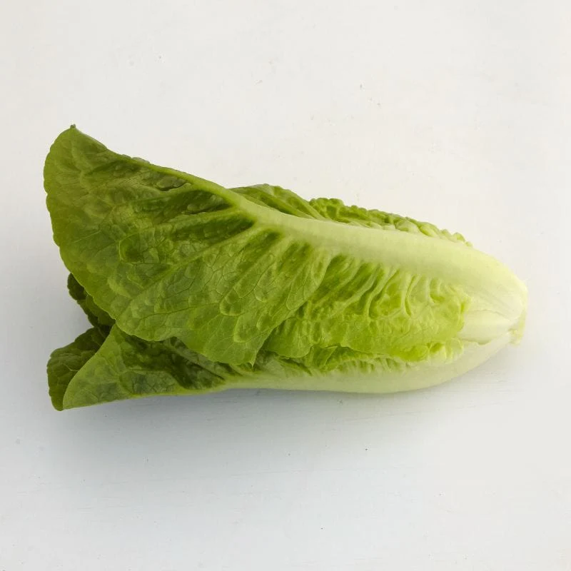 Lettuce Tamago - Image 3