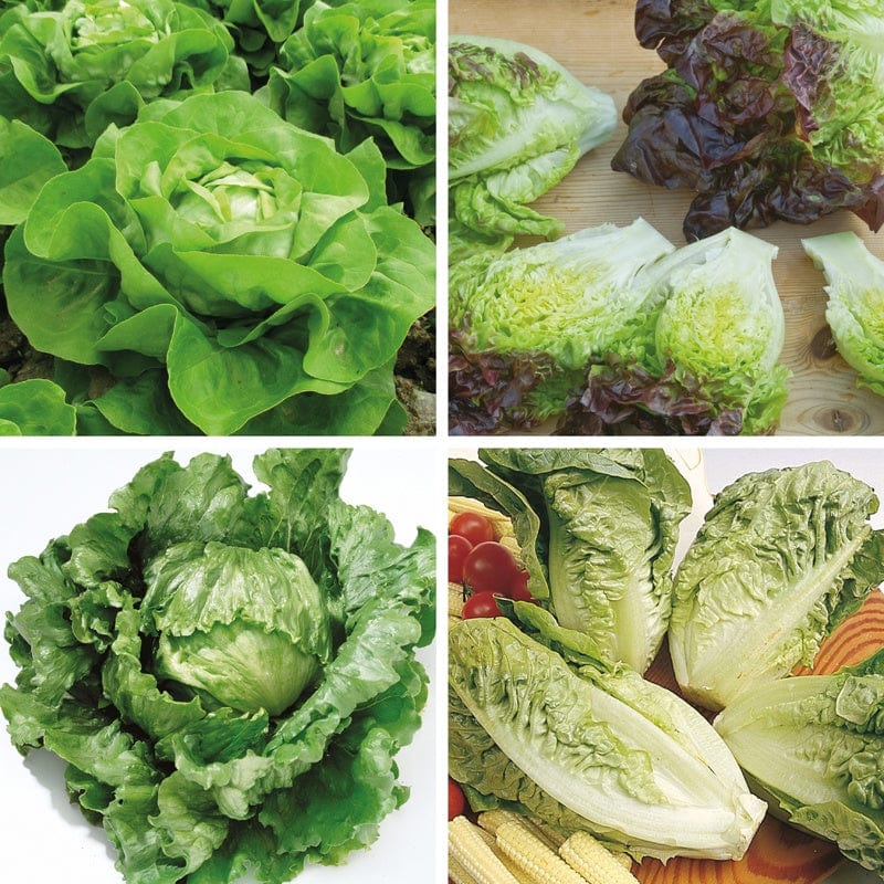 Lettuce Veg Plant Collection - Image 2