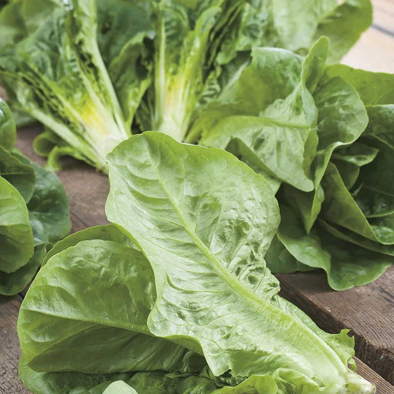 Lettuce Winter Density Seeds - Image 3