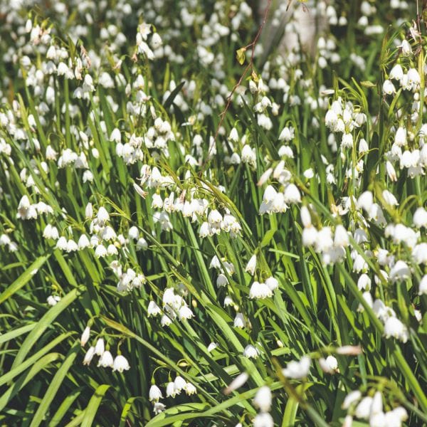 Leucojum Aestivum Gravetye Giant Flower Bulbs - Image 3