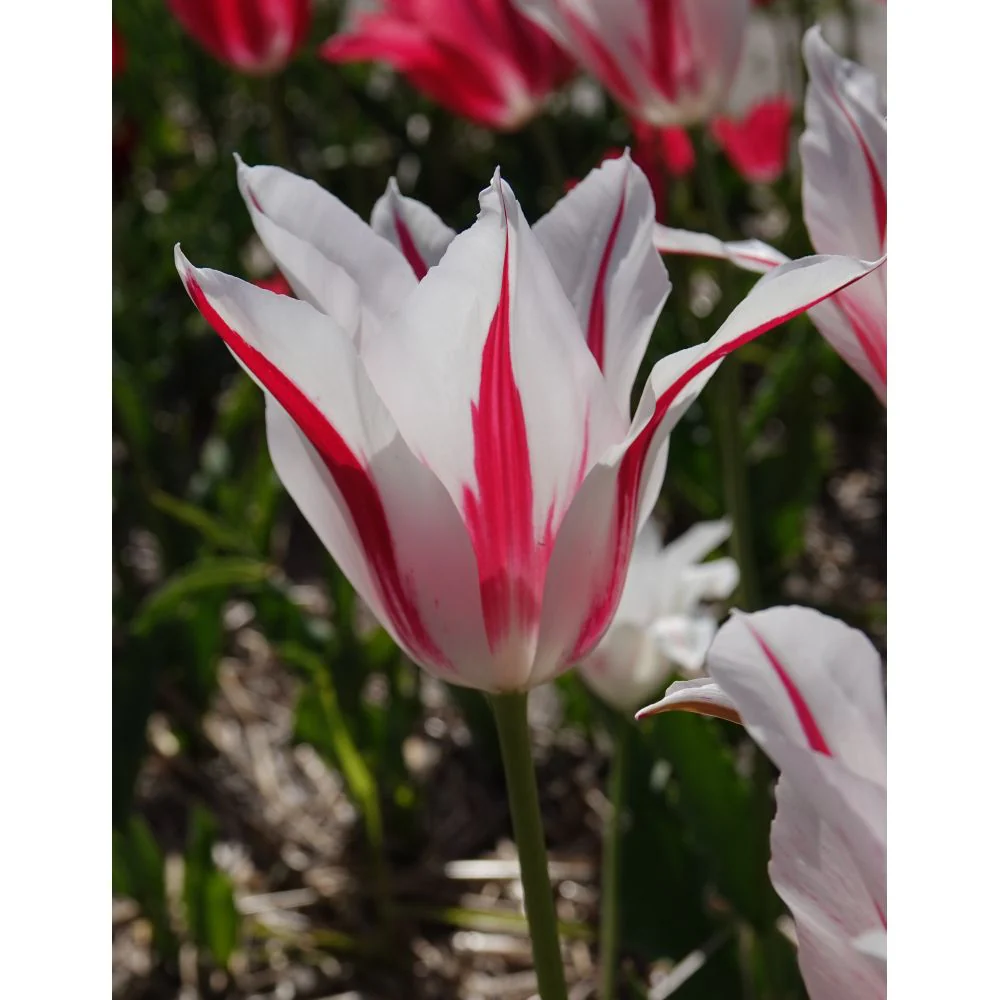 Lily Flowered Tulip Bulb Collection - Image 2