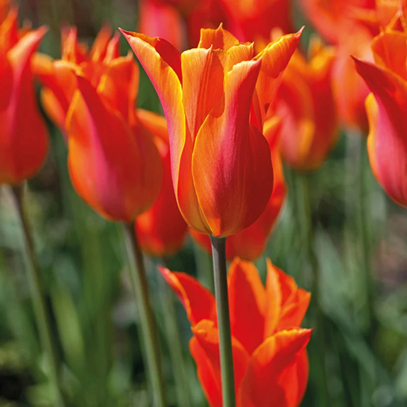 Lily Flowered Tulip Bulb Collection - Image 4
