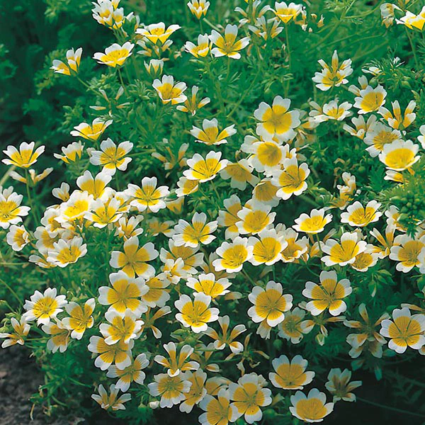 Limnanthes douglasii Seeds - Image 3
