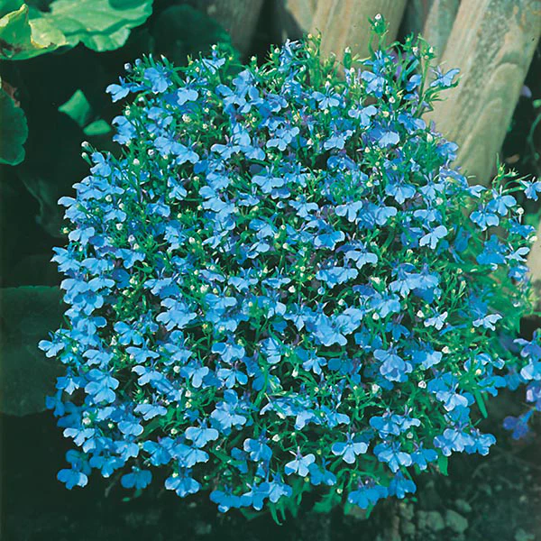 Lobelia Cambridge Blue Seeds - Image 3