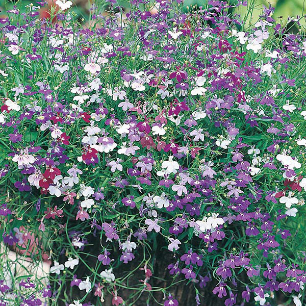 Lobelia Cascade Mixed Seeds - Image 3