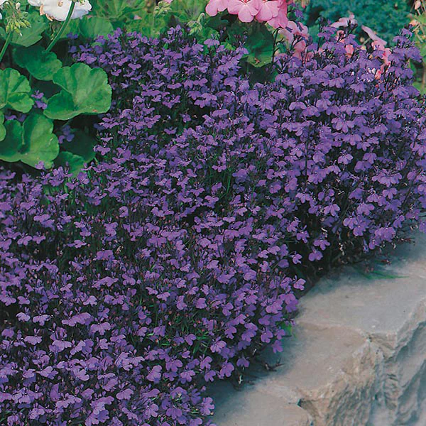 Lobelia Crystal Palace Seeds - Image 3