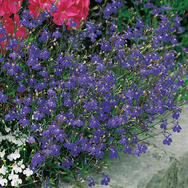 Lobelia Sapphire Trailing Seeds - Image 3