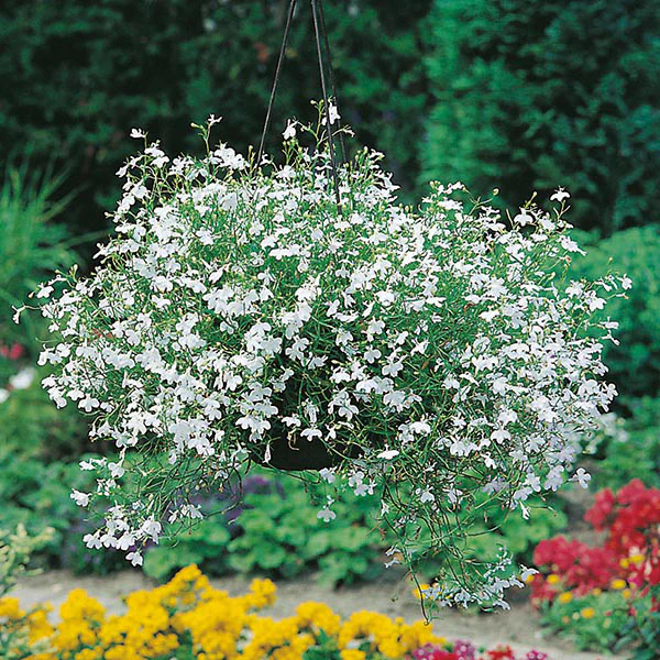 Lobelia White Fountain Seeds - Image 3