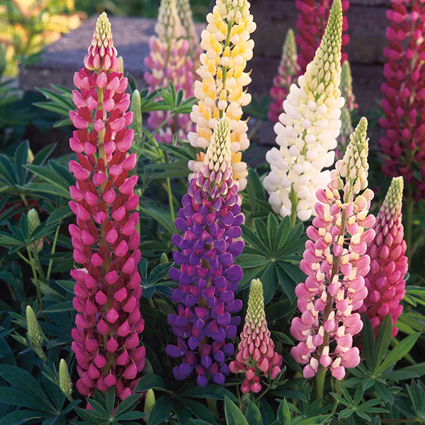 Lupin Festival Mixed Seeds - Image 3