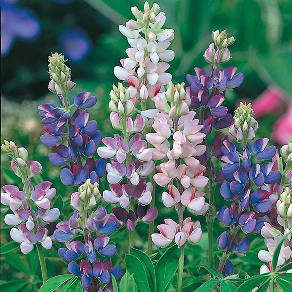 Lupin Pixie Delight Seeds - Image 3