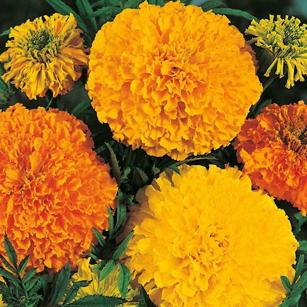 Marigold (African) Crackerjack Mixed Seeds - Image 3