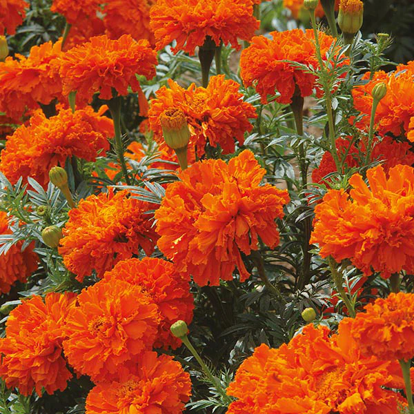 Marigold (African) Kees' Orange Seeds - Image 3