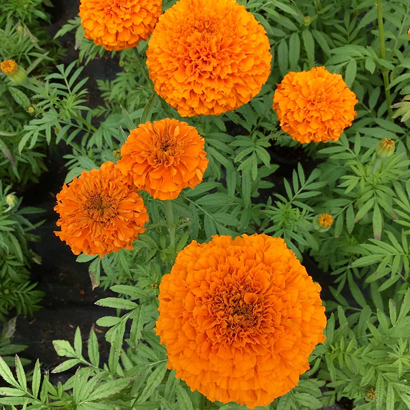 Marigold (African) Orange Beast F1 Flower Seeds - Image 3