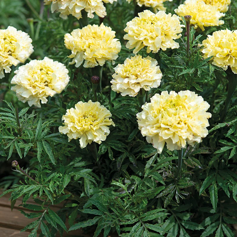 Marigold (African) Sugar & Spice White Flower Seeds - Image 3