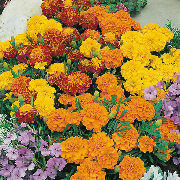 Marigold (French) Bonita Mixed Seeds - Image 3