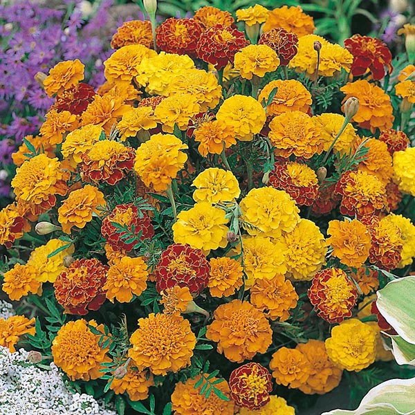 Marigold (French) Boy-O-Boy Mixed Seeds - Image 3
