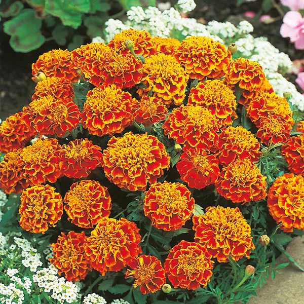 Marigold (French) Honeycomb Seeds - Image 3