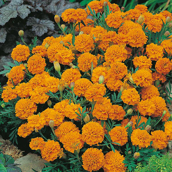 Marigold (French) Orange Boy Seeds - Image 3