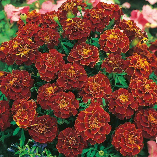 Marigold (French) Red Cherry Seeds - Image 3