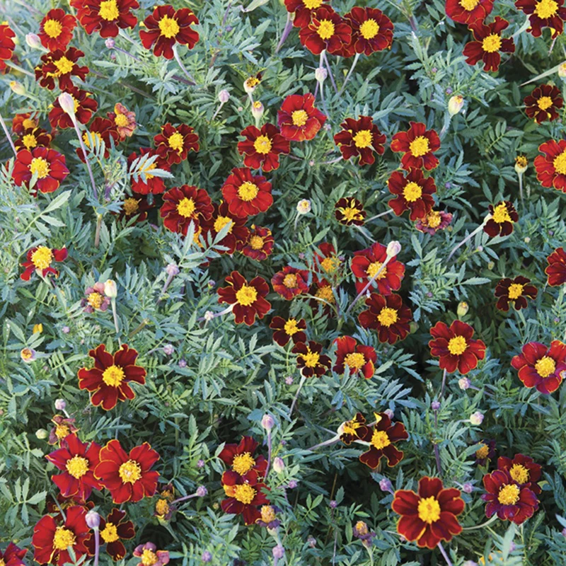 Marigold (French) Red Knight - Image 3