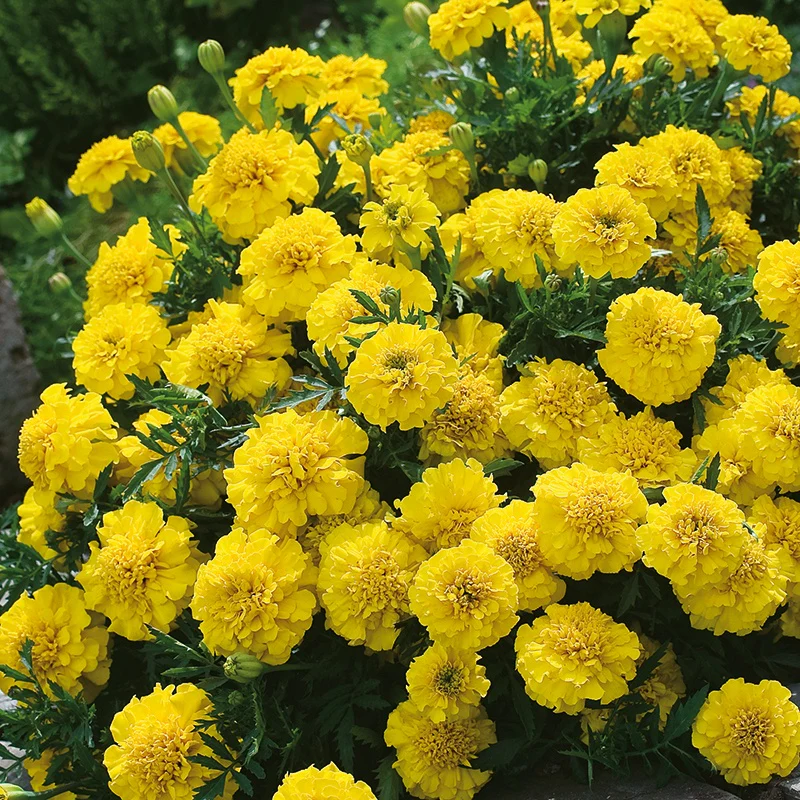Marigold (French) Yellow Jacket Seeds - Image 3