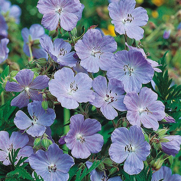 Nature's Helpers Meadow Cranesbill Seeds - Image 3