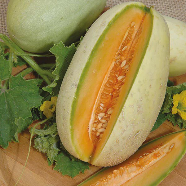 Melon Melba Seeds - Image 3